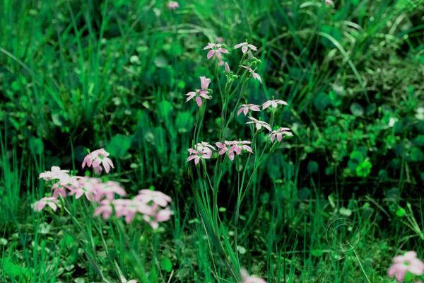 Purple Flower