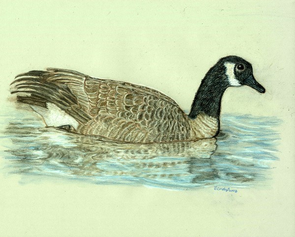 Canada Goose