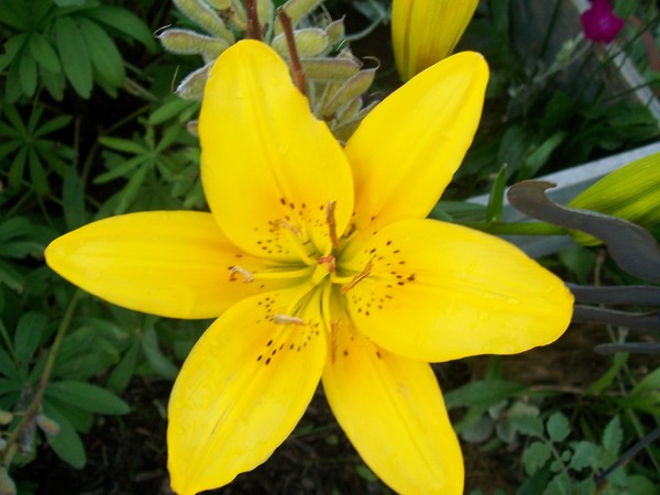 Yellow Lily