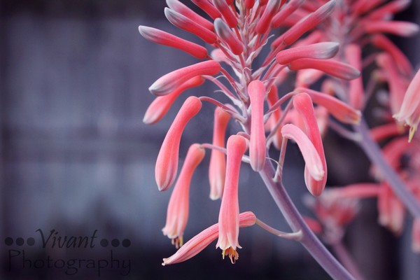 Aloe plant