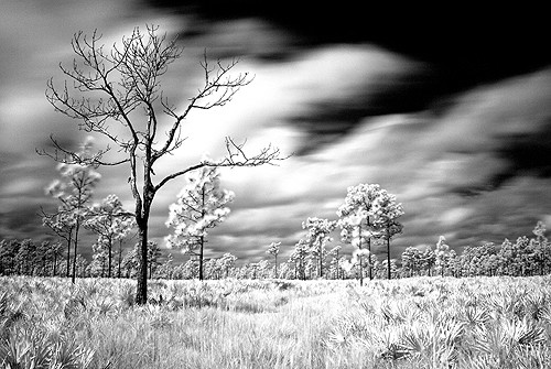 Hal Scott Preserve, Orange County, FL