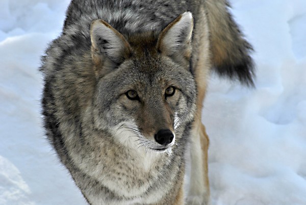 Romeo the coyote