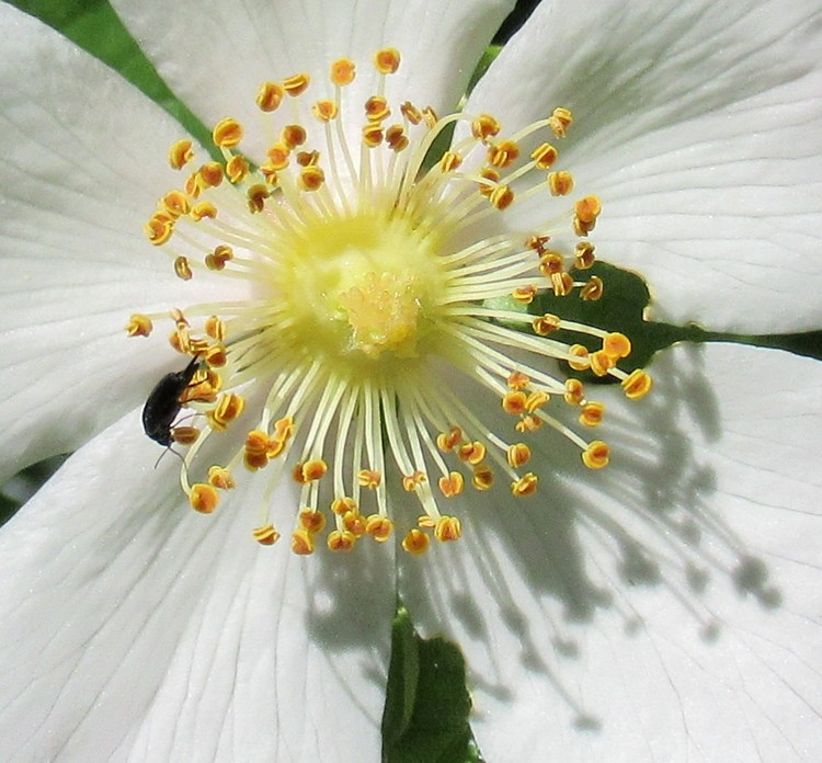 WILDROSE'S HEART AND VISITOR