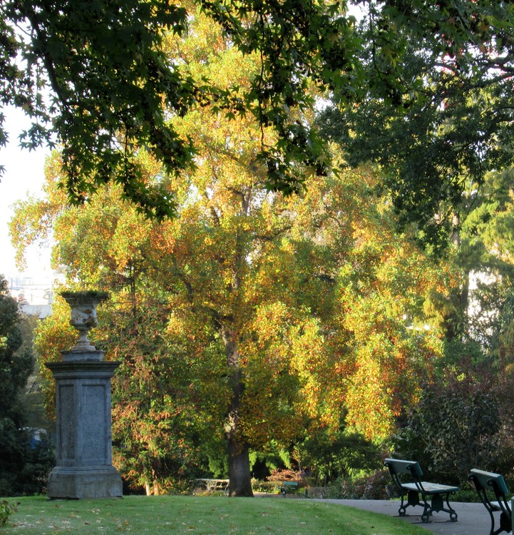 FALL SPLENDOR