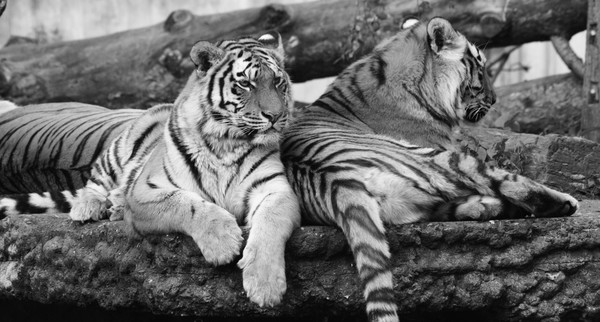 Two tigers