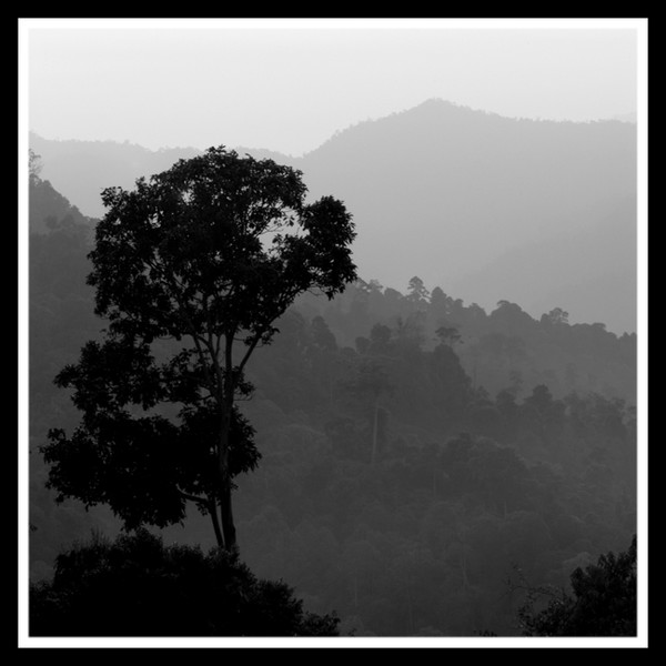 Misty Morning