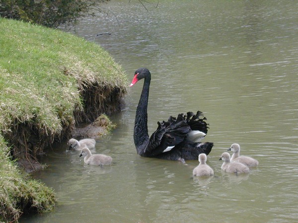 Baby Black