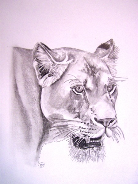 Lioness