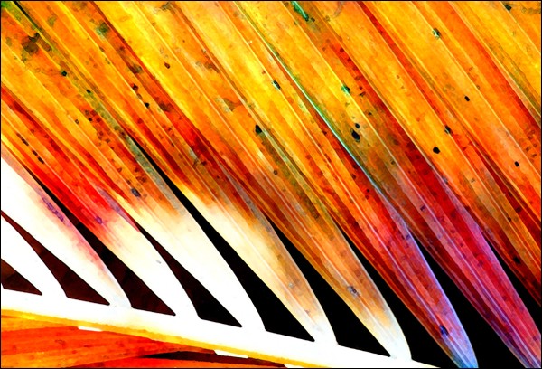 Fallen Coconut Palm Leaf