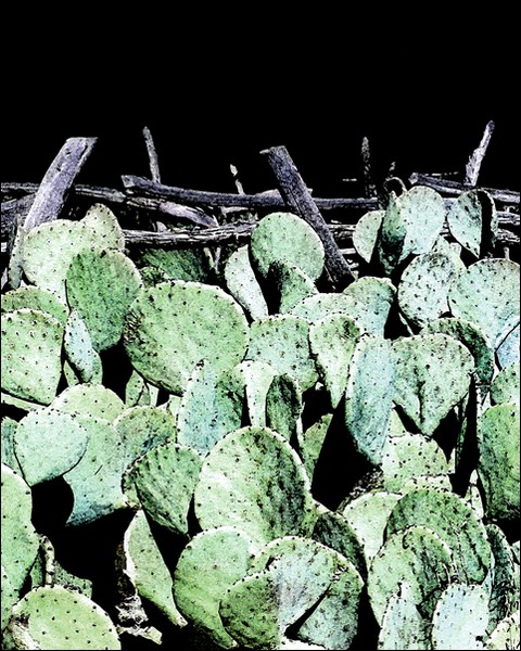Prickly Pear & Wooden Fence