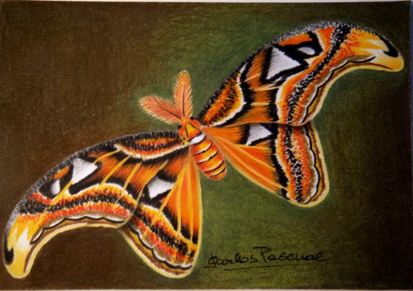 Atlas moth