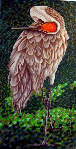 Sandhill crane