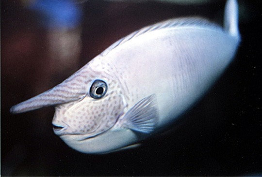 Big nose Fish by William Bonilla