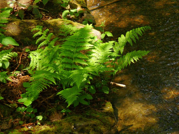 Ferns