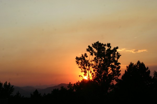 Fire Tree