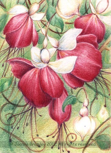 Pink Fuchsias