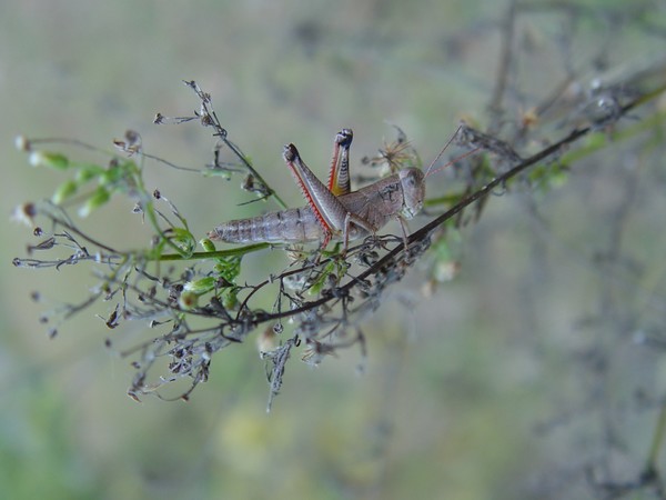 Hopper in the mist...