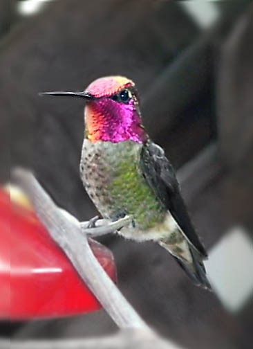 Hummers of Belmont