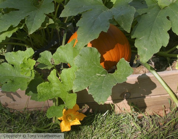Pumpkin Patch, ne371