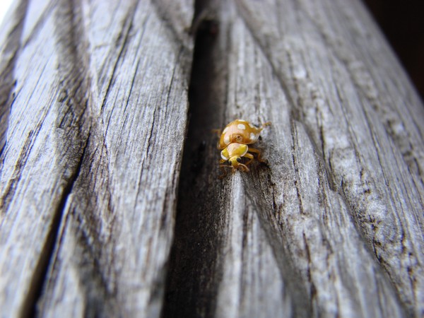 The Journey of the ladybug 2