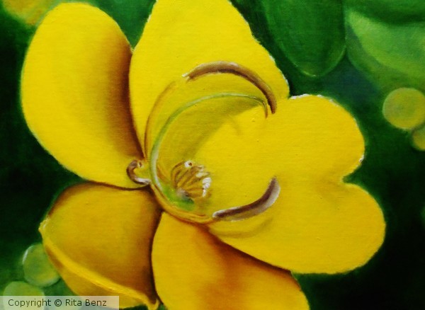 Cassia/Senna