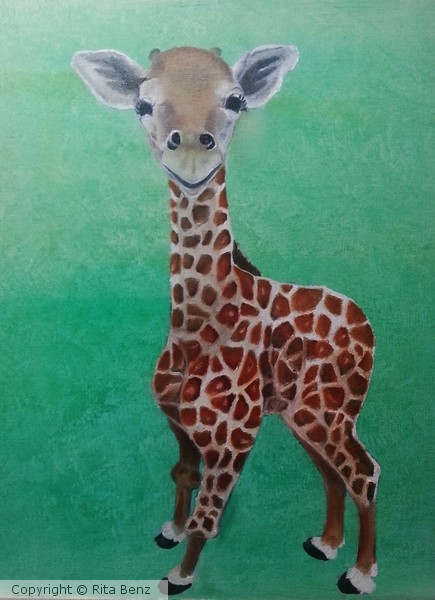 Baby Giraffe