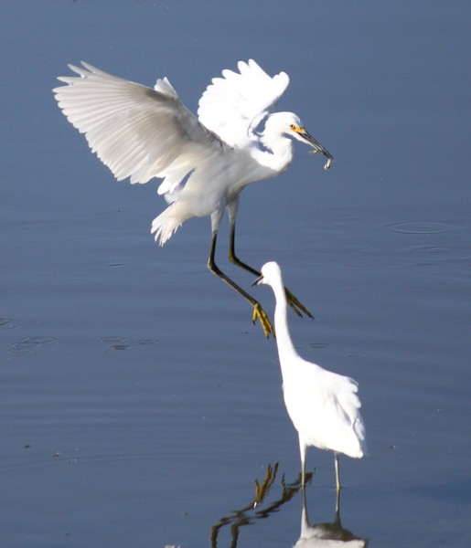 Snowy Egret