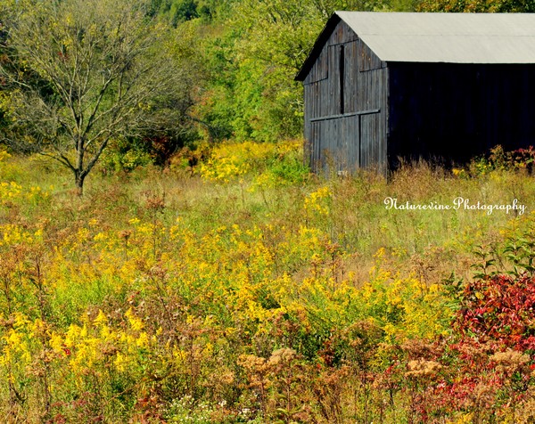 Autumn Barn