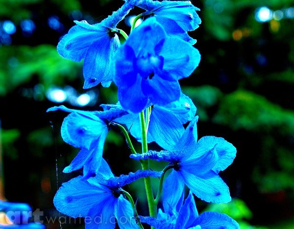 THE BLUES