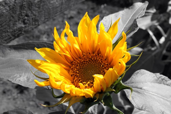 sunflower