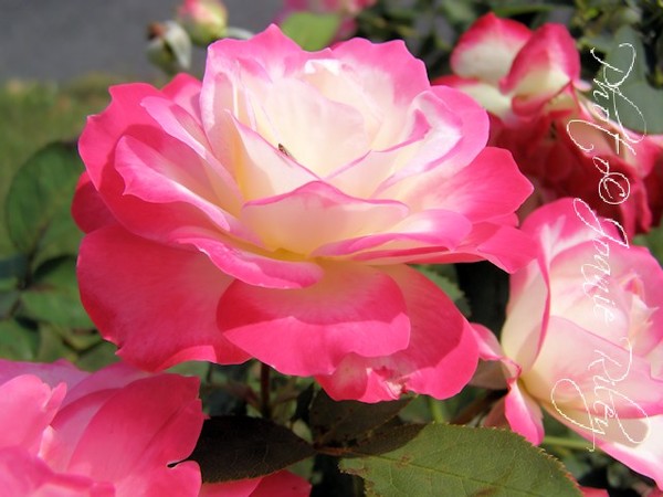 roses