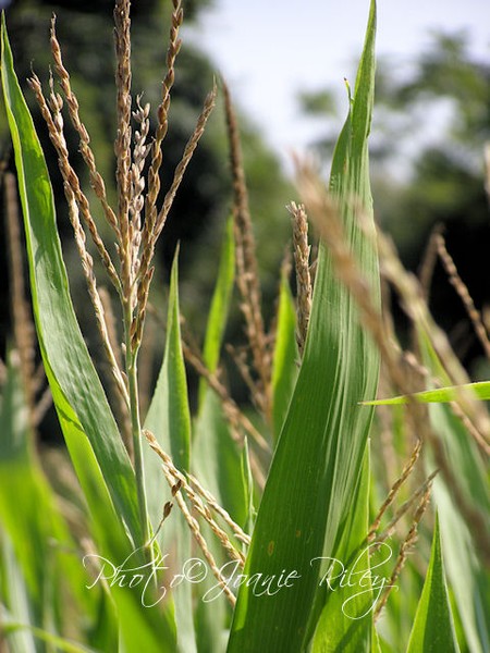 tops of jersey corn