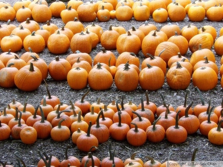 Pumpkins, Stow, MA, 10-01-2022