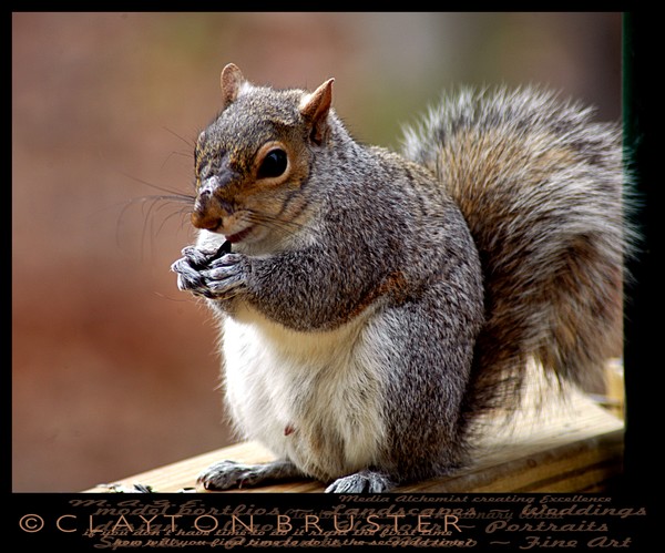 August 31 The Squirrel