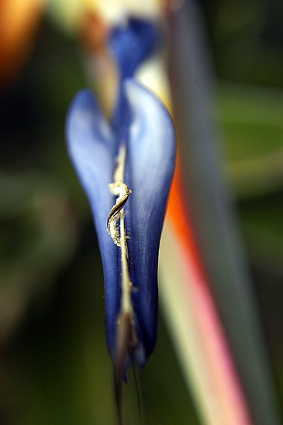 Bird of Paradise
