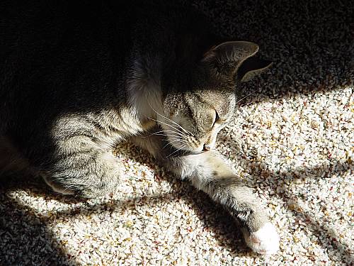 cat nap 3
