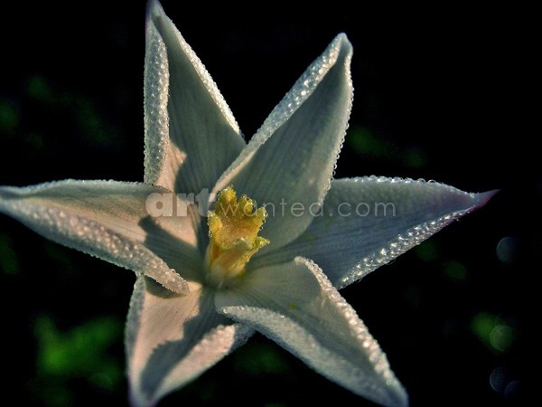 Star of the Rain