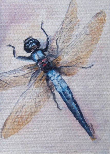 Beautiful Insect