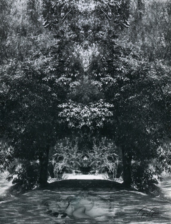 Canopy Dreams