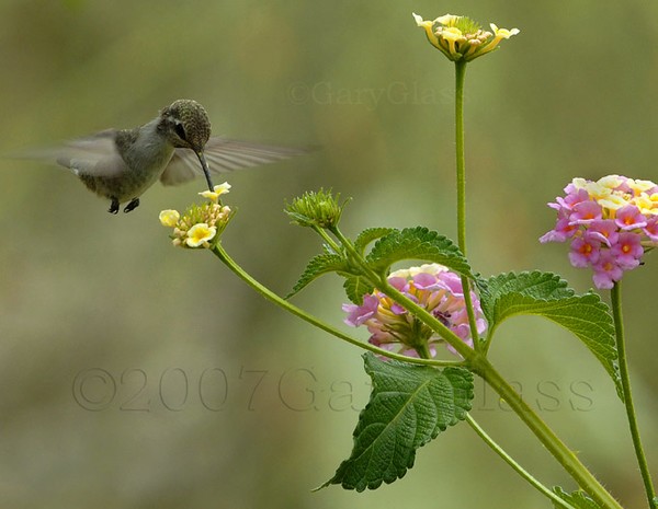 Flower Hopping