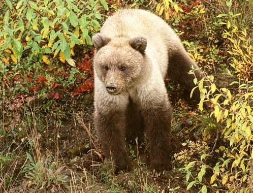 Root Bear