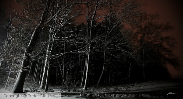 Winter forest