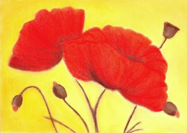 Red Poppies