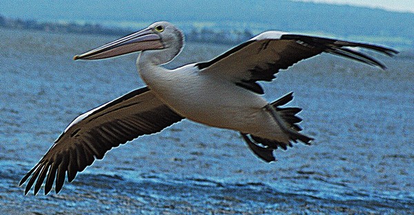 Pelican flight