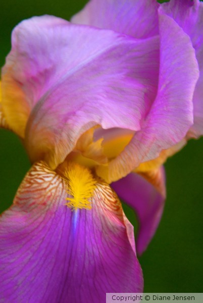Iris