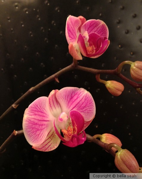 two blooms