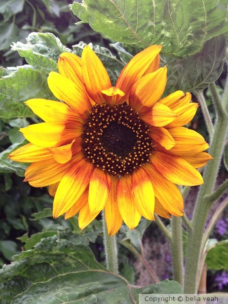 sunflower 2013