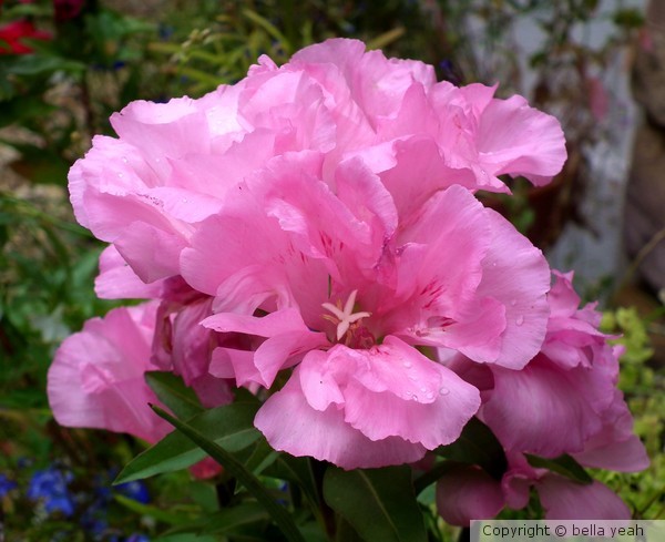 pink frills