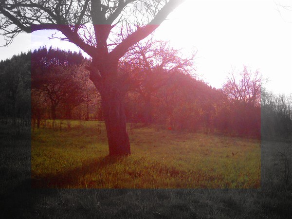 trees in the sun