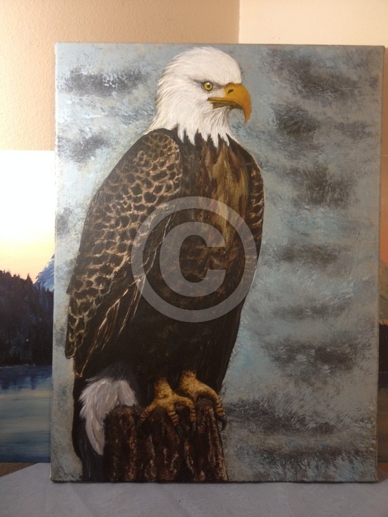 Bald Eagle